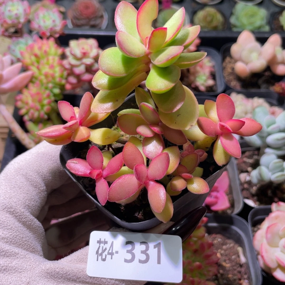 花利美 4-331糖果锦