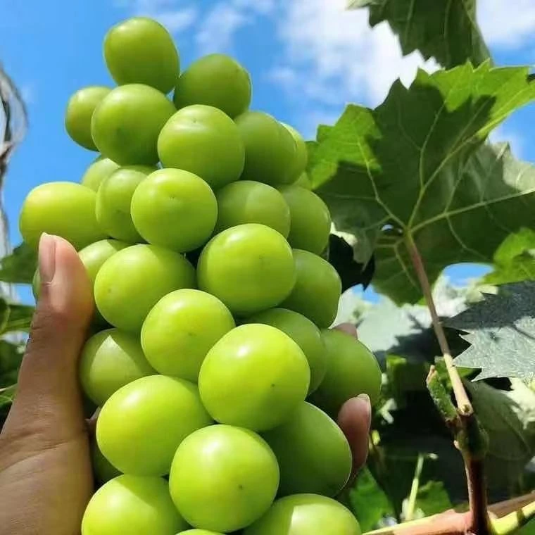 阳光玫瑰两年苗带土发货庭院种植巨峰妮娜皇后葡萄苗
