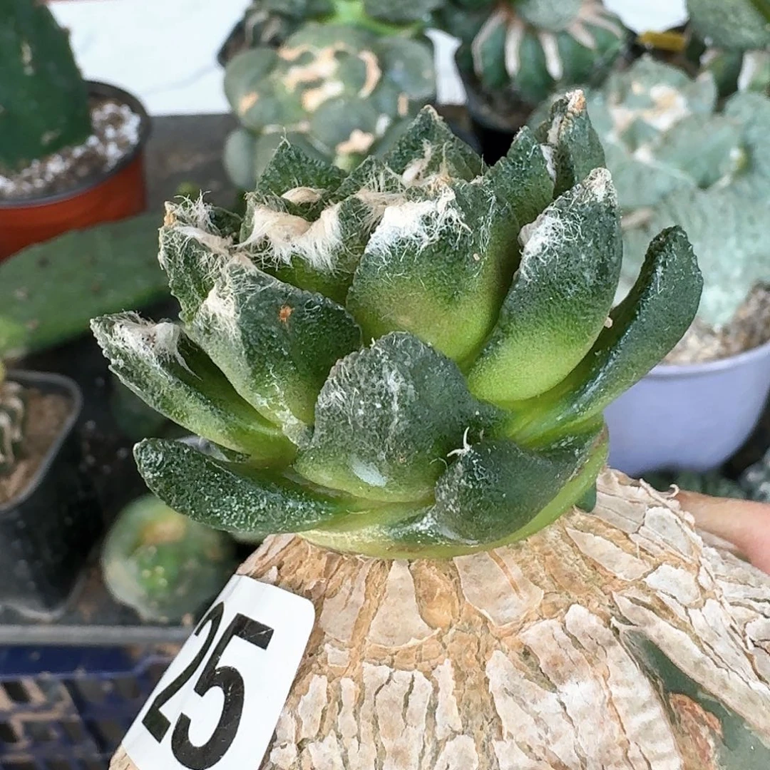 【闪购商品】无花朵小*哥博士725