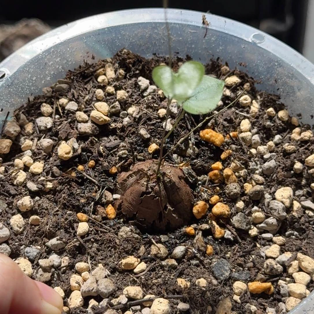 397南非龟甲龙哈哈哈