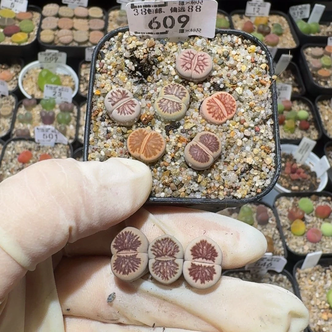 小***乖Ssss精品生石花609