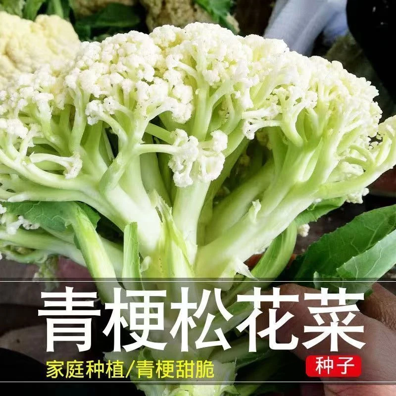青梗松花菜种子白色散花青梗花椰菜高产耐寒耐湿易种花菜蔬菜种子