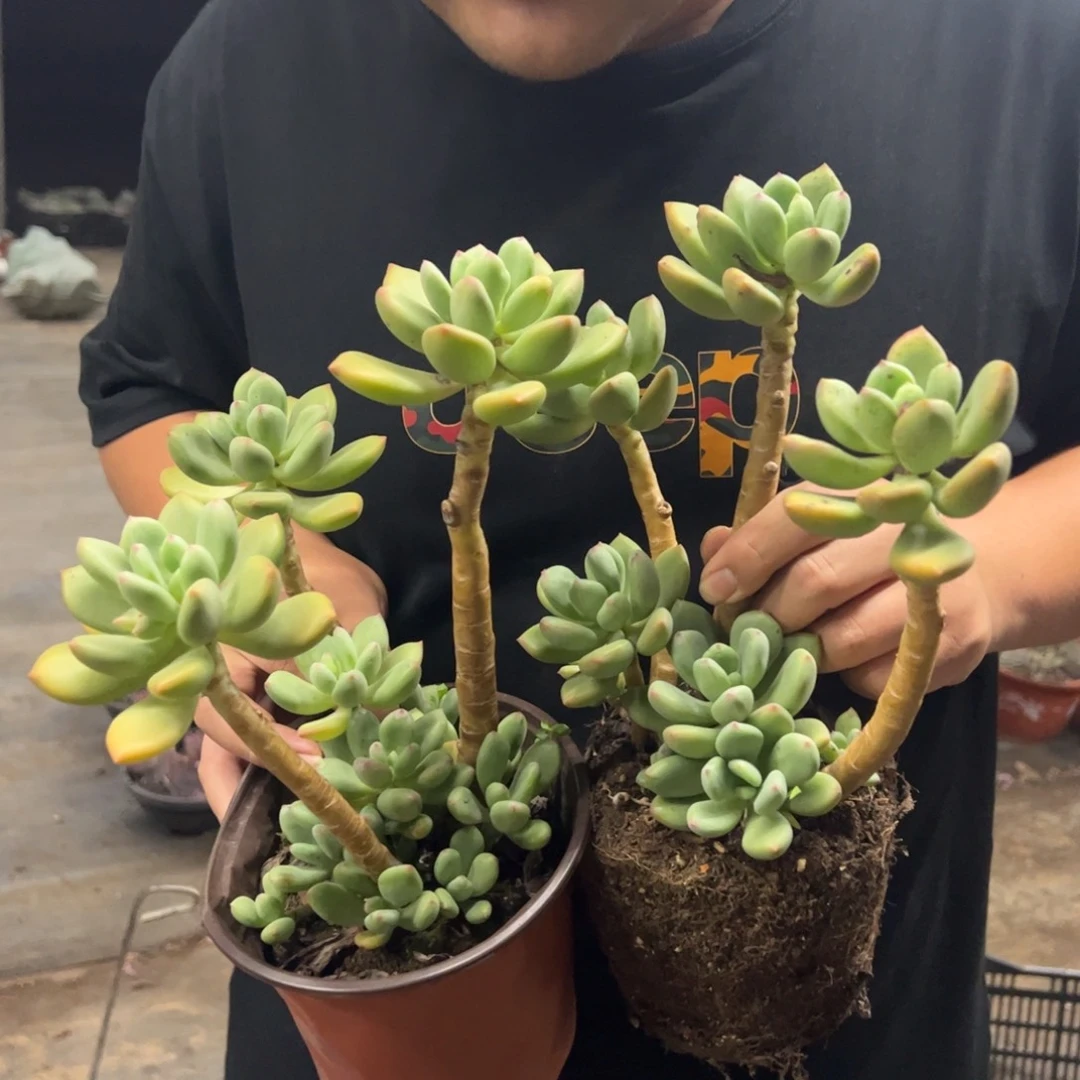 清新美人三头起发两盆