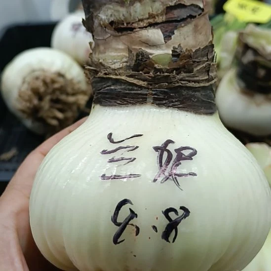 无花朵兰妮8.8裸球发货