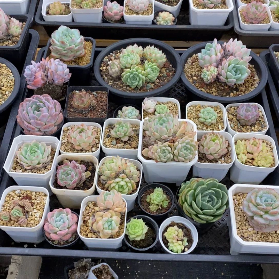 精品多肉一物一拍不包整12