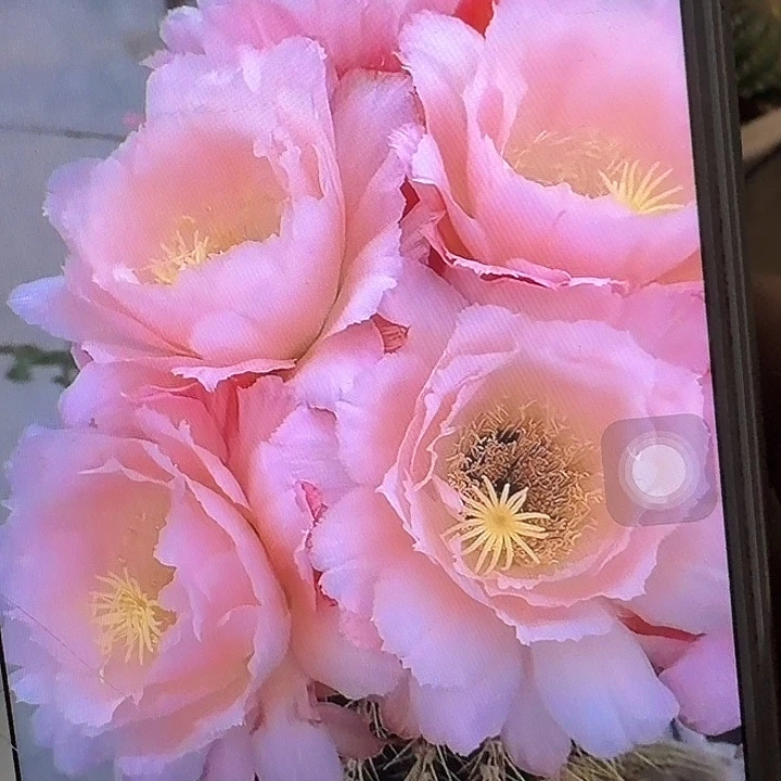 仕女侧芽5公分左右毛花柱(20包邮