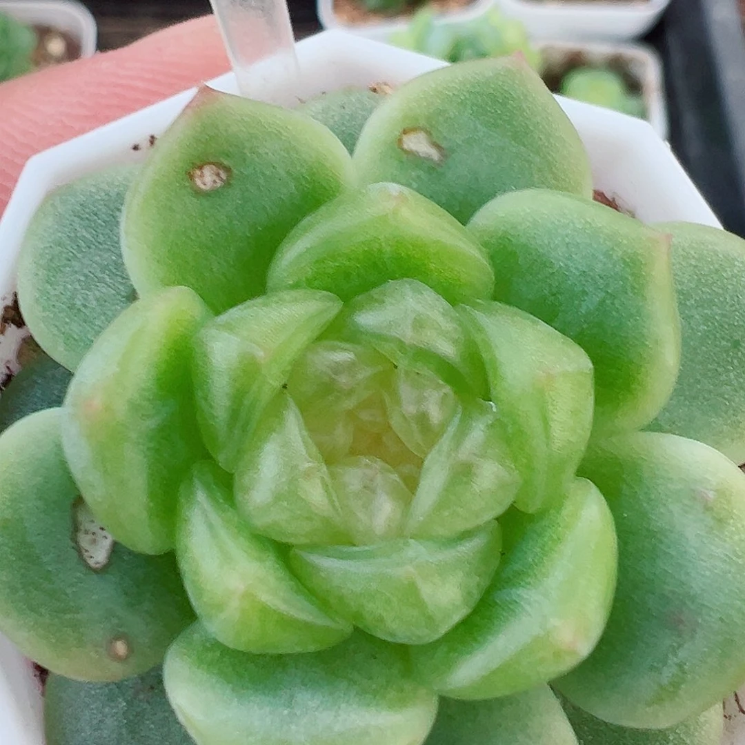 98哈哈哈哈哈哈哈哈我