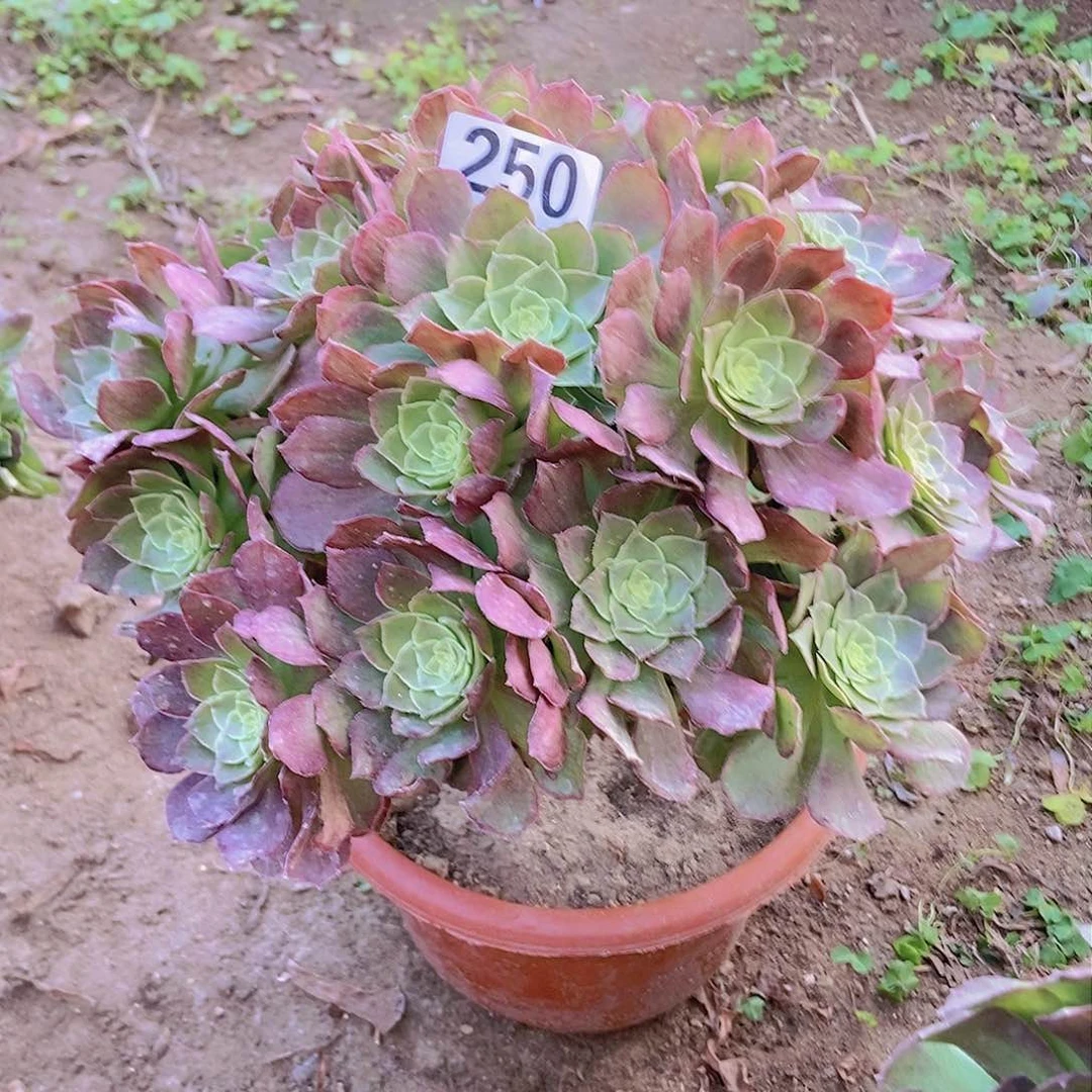 250万圣节老庄手捧朵朵特价不