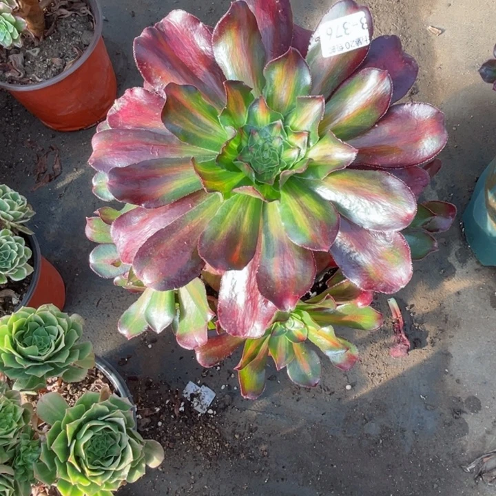 黑***！376魅影中班多肉123456789