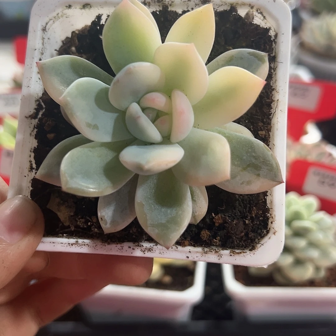 67号半宽锦橙梦露