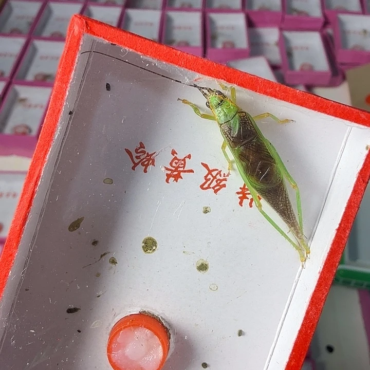 蟋蟀哈哈哈哈哈哈哈哈哈哈哈
