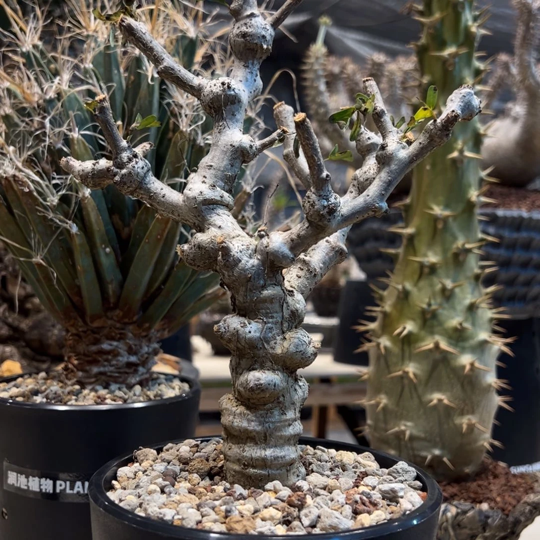 p***e519沙漠苏木块根植物带盆发货