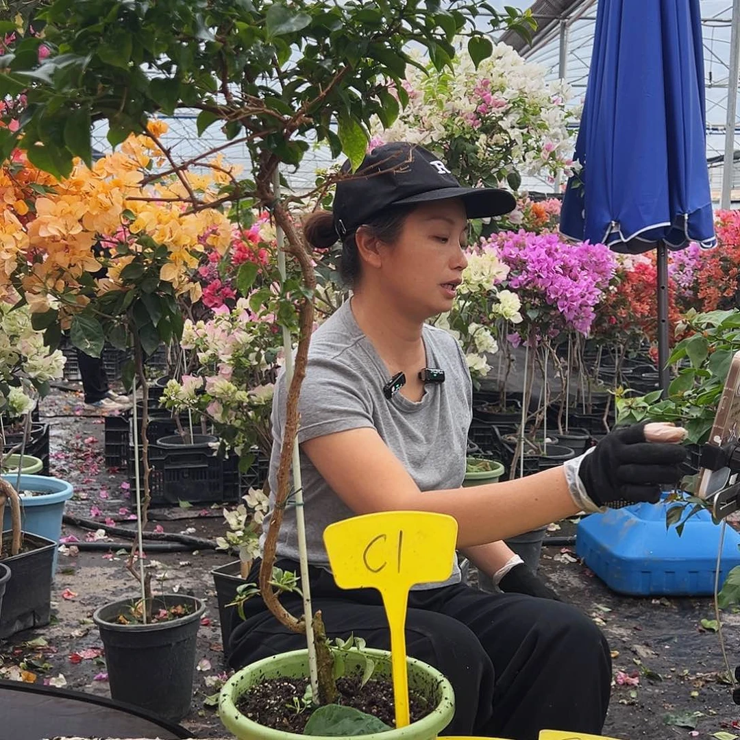 大部分花苞少量开放C1三角梅