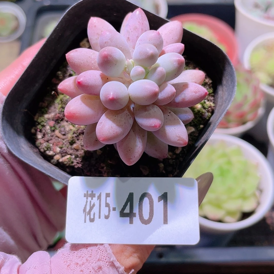 花利美15-401婴儿手指