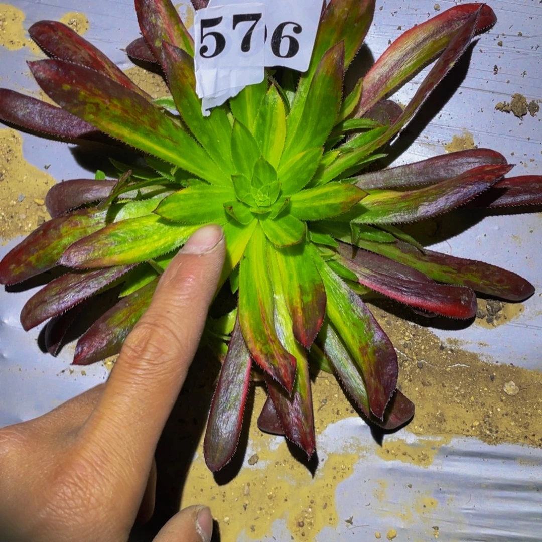 孔雀七彩多肉植物576