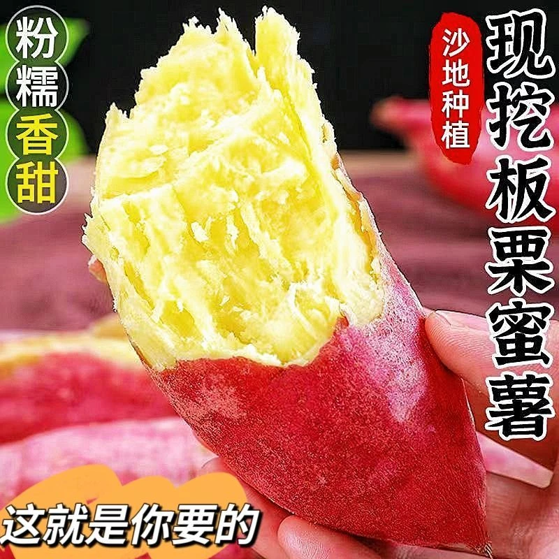 正宗山东板栗红薯干面粉甜新鲜地头现挖板栗薯批发粉糯软糯无筋