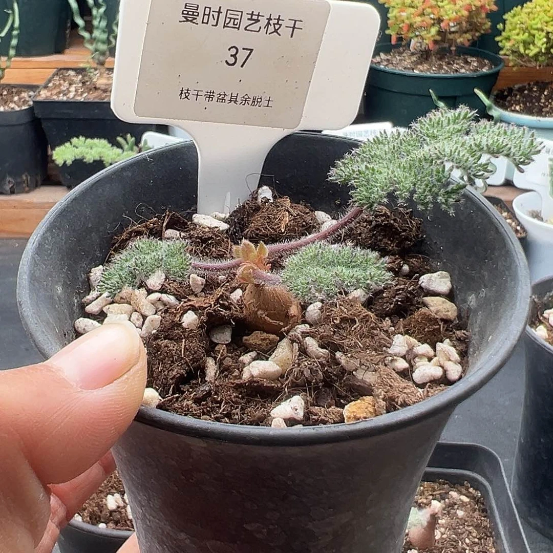 敏*37号枯木洋奎12.13多肉