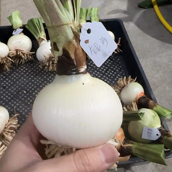 风波度7.5cm，裸球发货