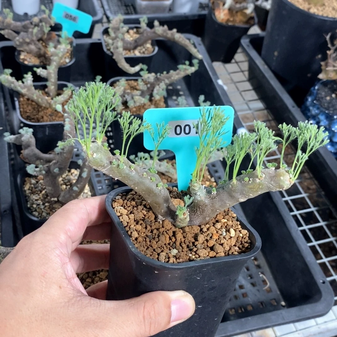 黑皮月界多肉植物