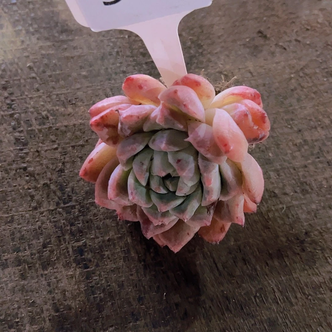 叶**桐552如梦令16.8元元元