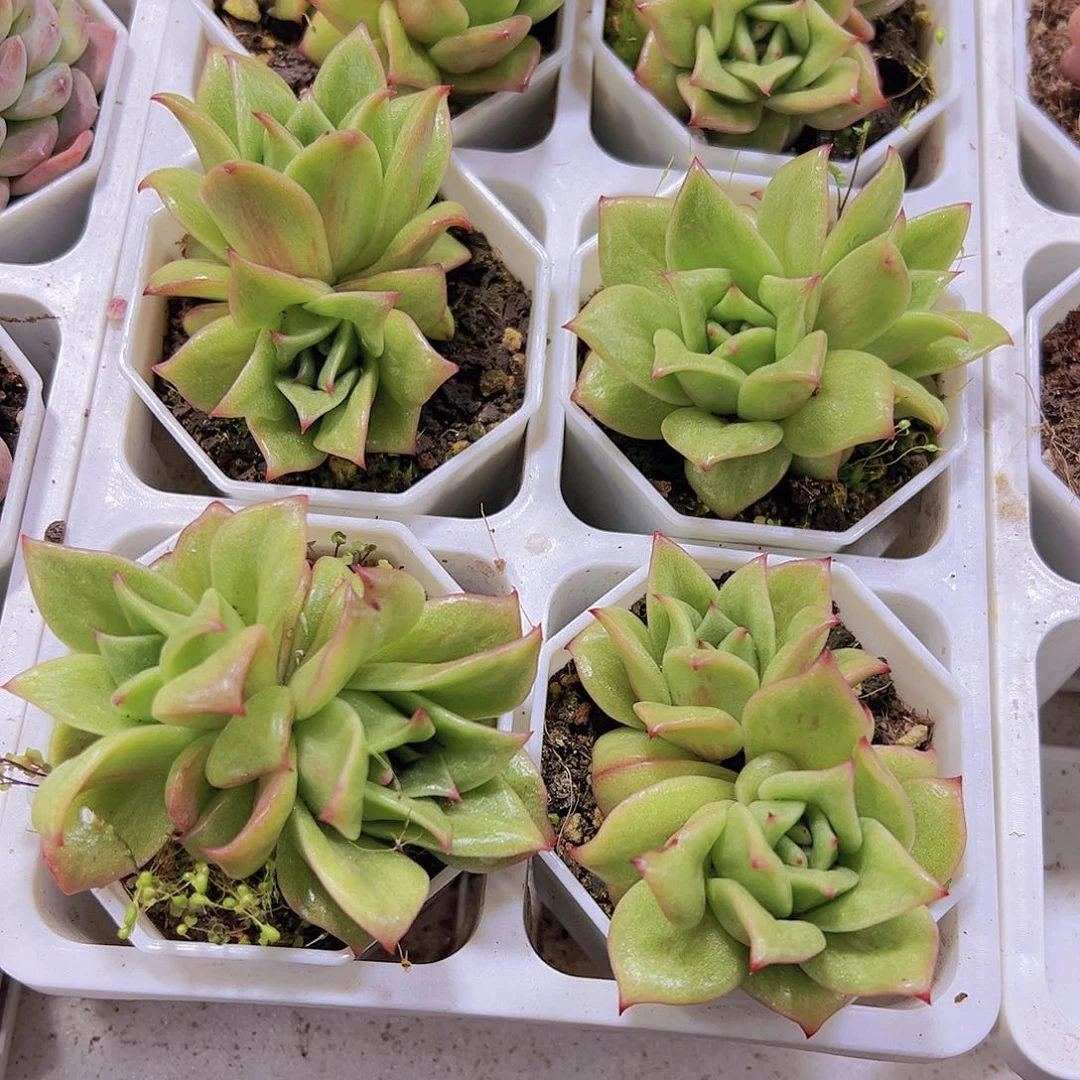 玛利亚带盆带土19包邮