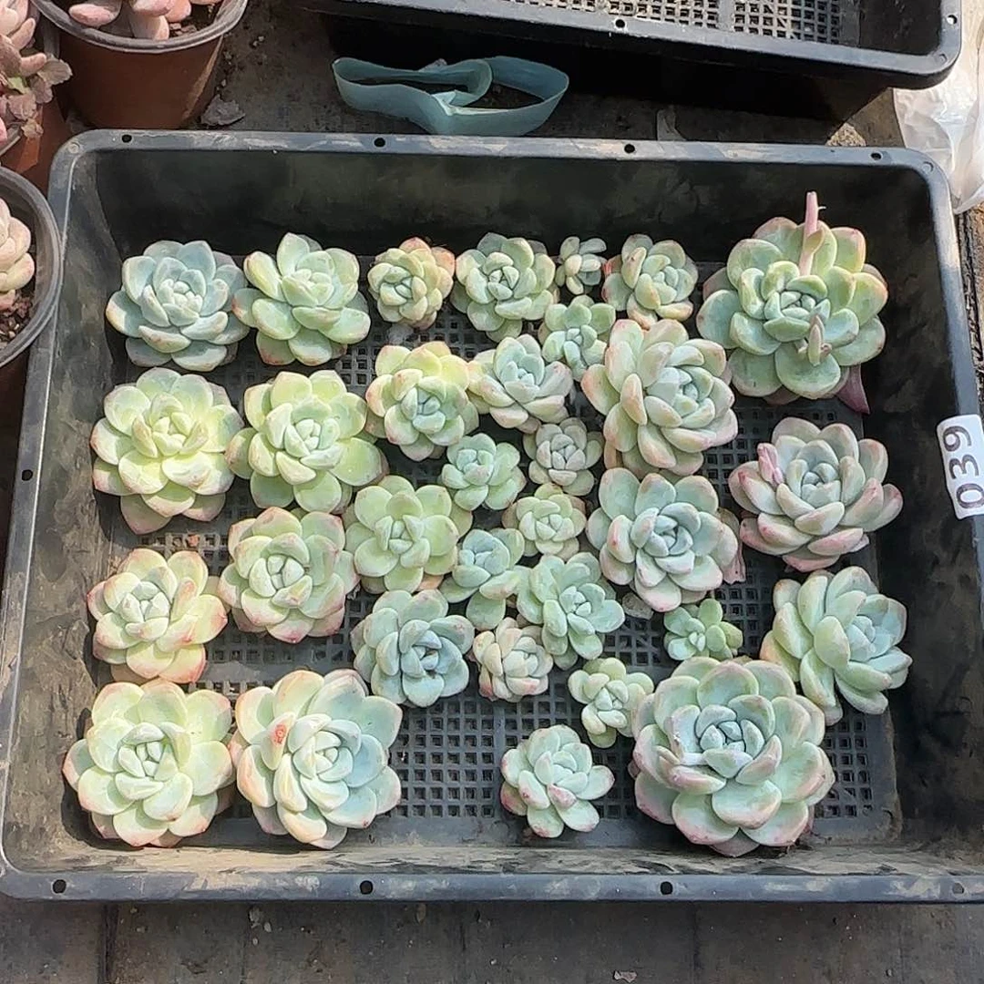 冰玉一筐清棚特价