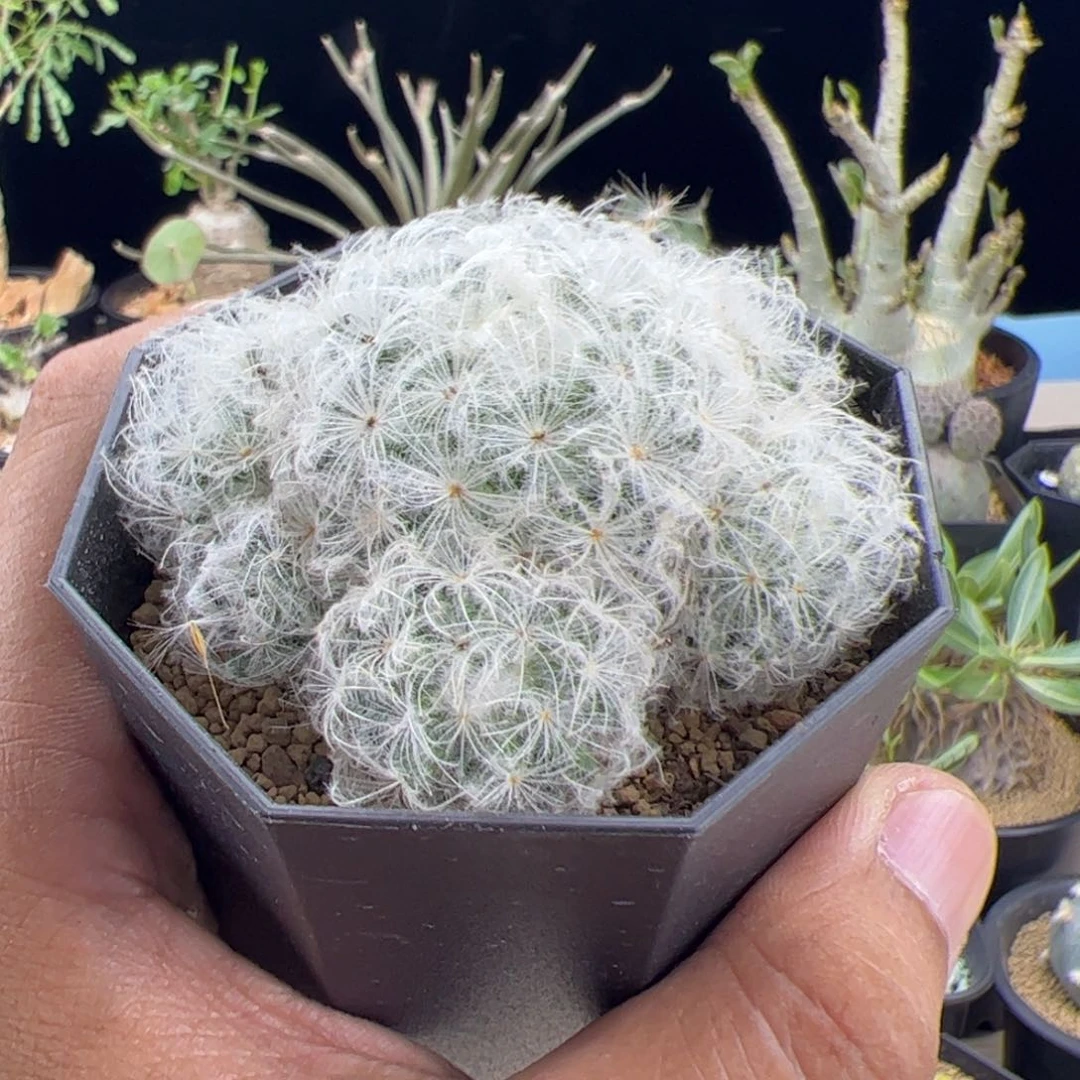 白星群一物一拍脱土发