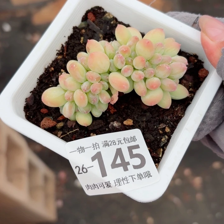 三日月美人无盆土无盆土