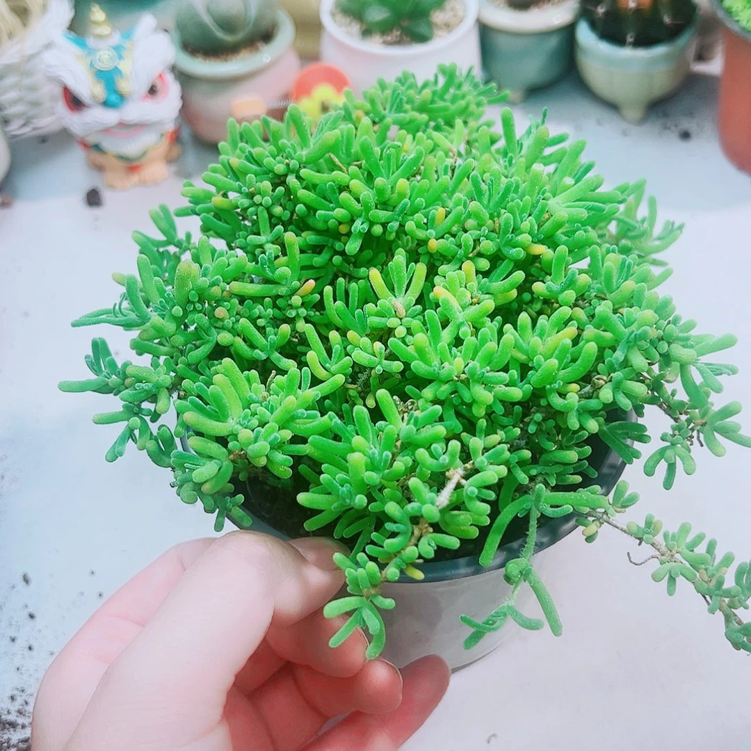 枝干繁星多肉植物1盆
