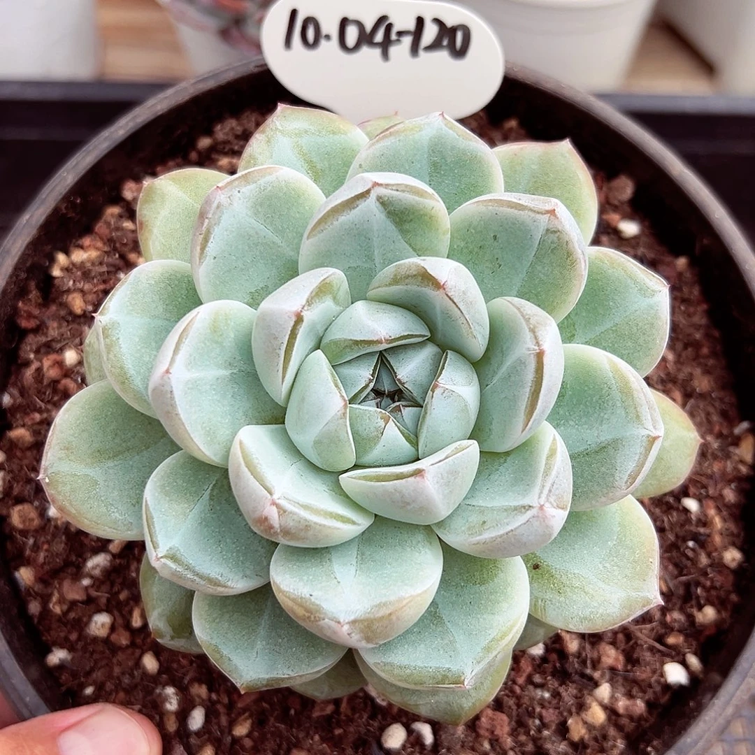 1004-120新品绝绝子