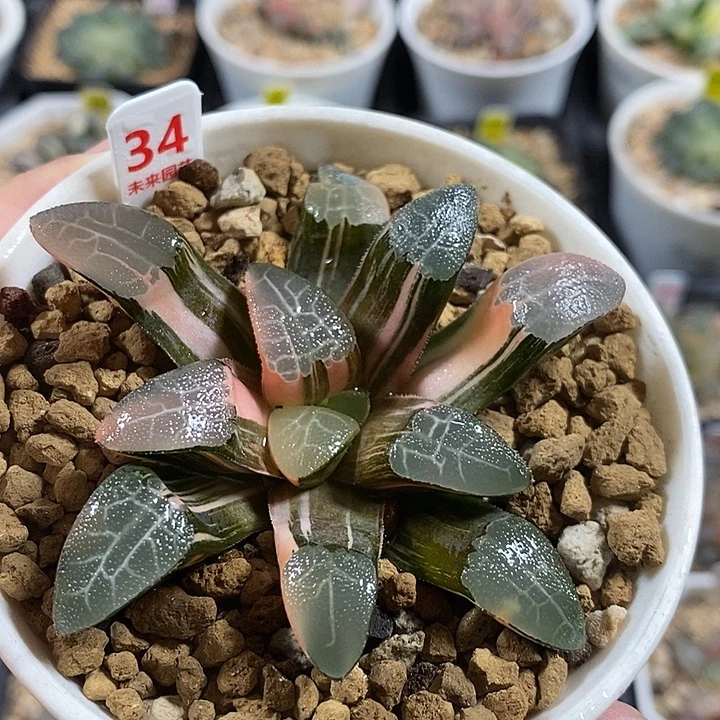 34网纹克锦一物一拍