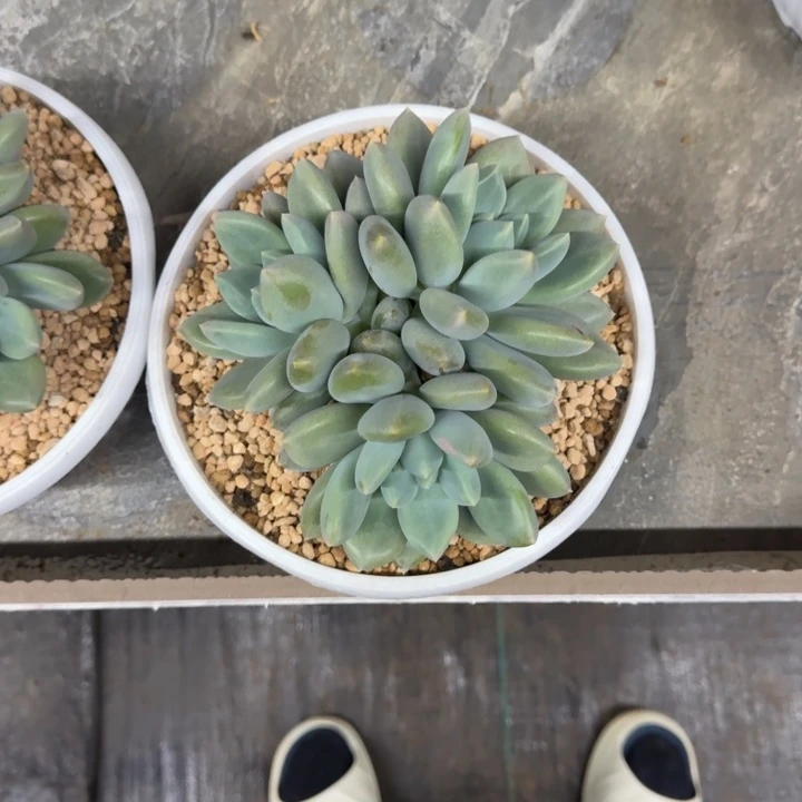 黄胖体 哥特 群生  一物一拍