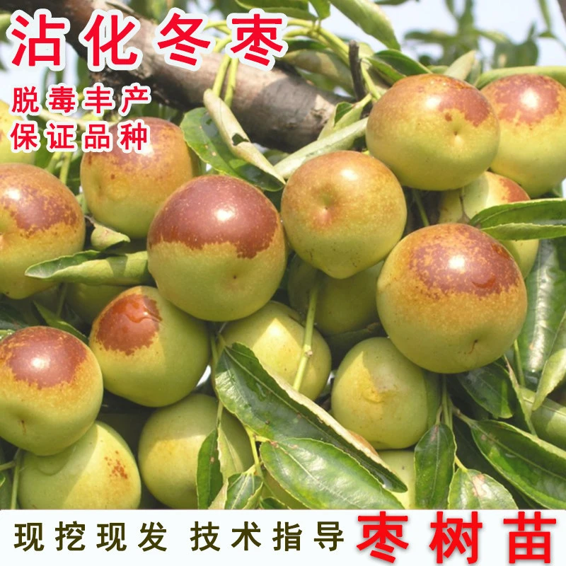 嫁接沾化冬枣树苗脆甜特大金丝蜜枣子苗盆栽地栽枣苗南方北方种植