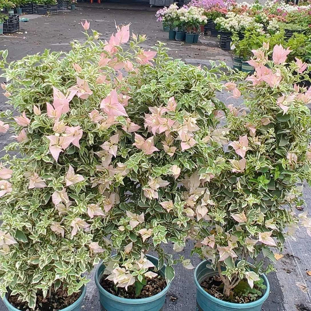 当前无花栽培后可以开花少女心带竹一棵