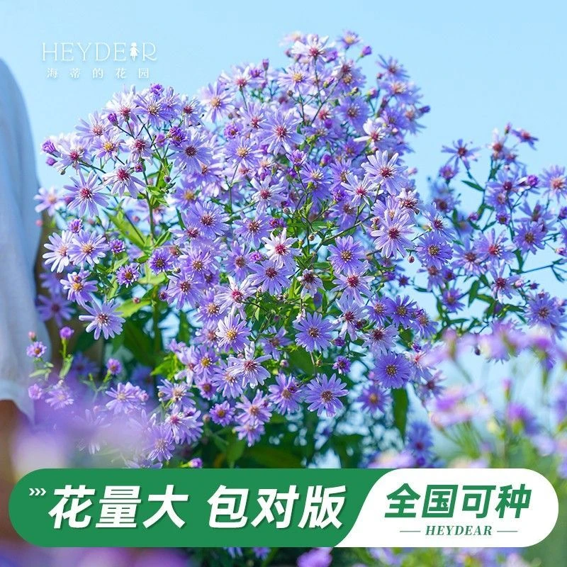 【小卡罗盆栽】翠菊紫菀伊娃带花苞紫色易爆盆四季开花耐寒耐热