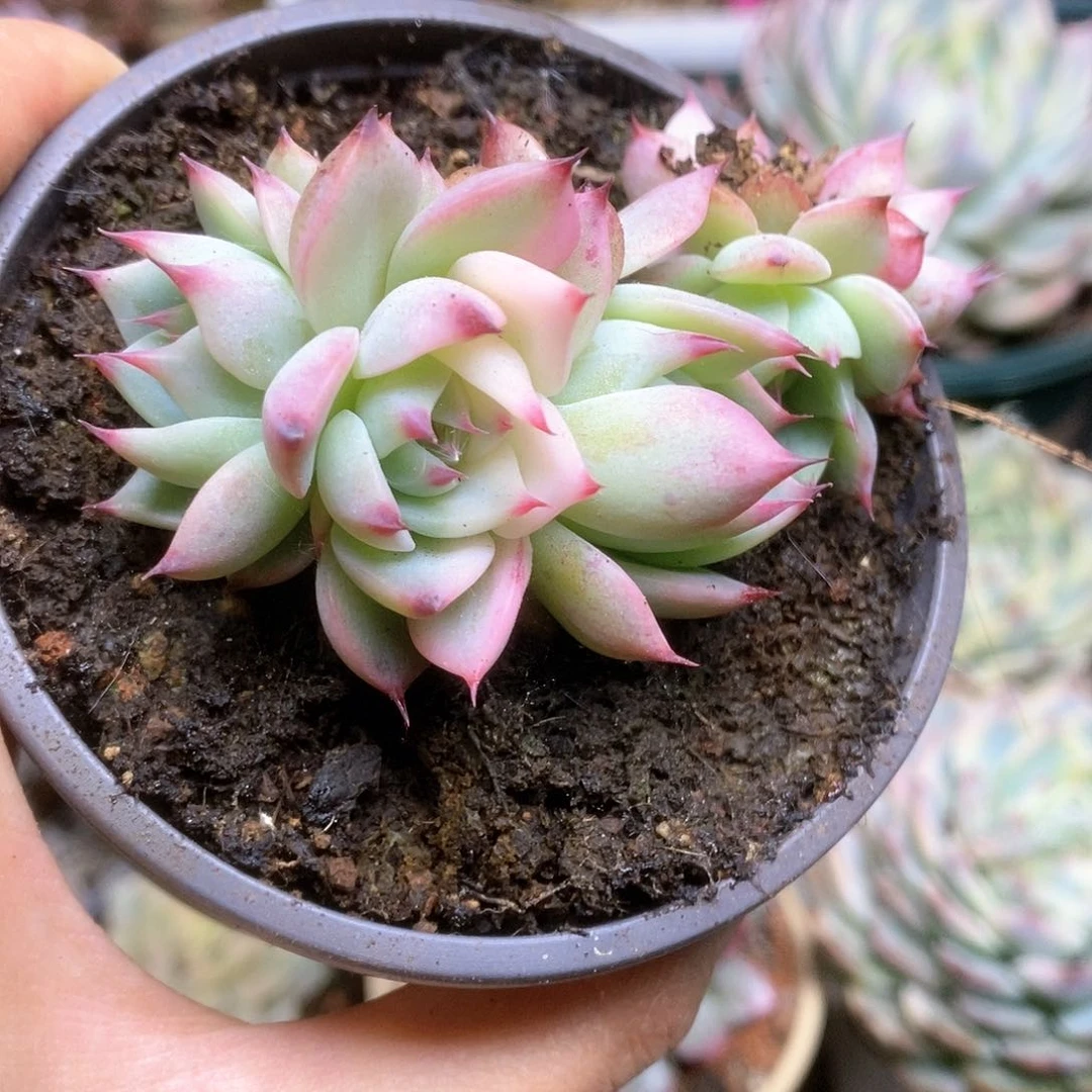 111半覆轮锦锦锦锦锦