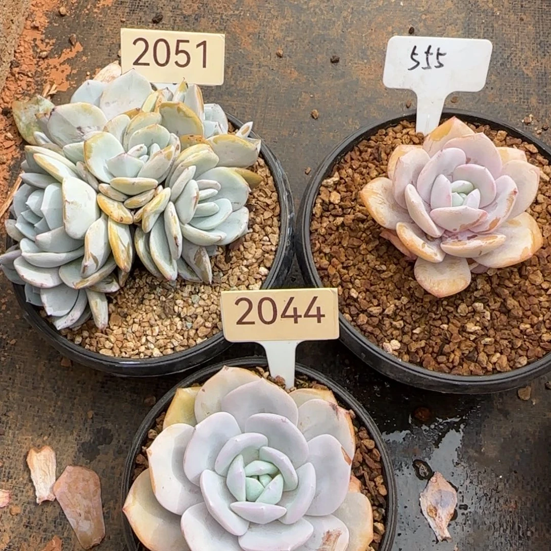 *****2051。 555。 2044。 奶茶三颗