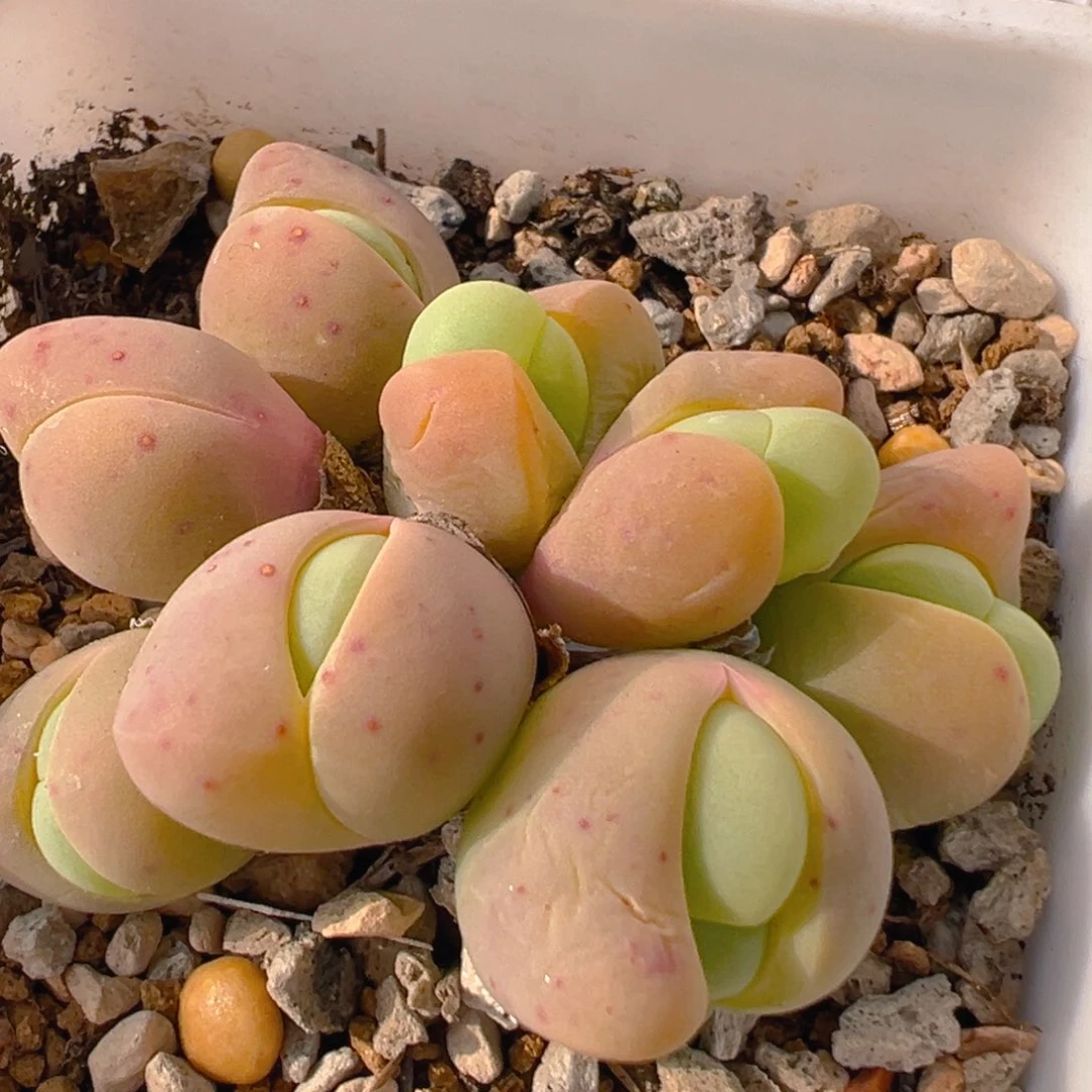 99多肉植物百科知识