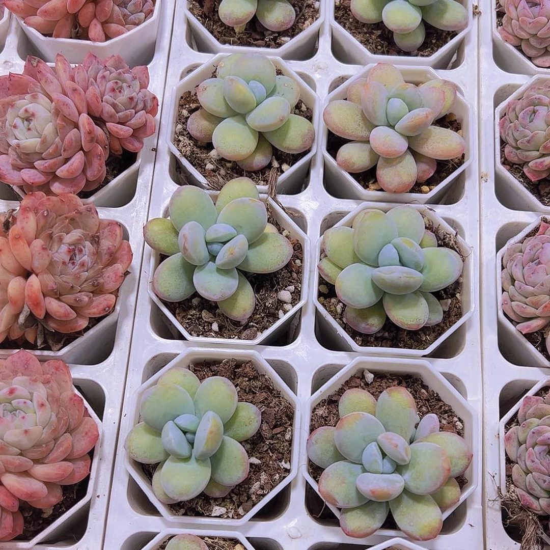 单头雪美人19包邮多肉