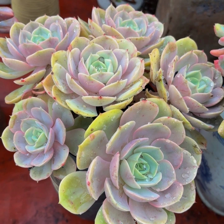 桃***夭老桩精品肉肉蓝色苍路