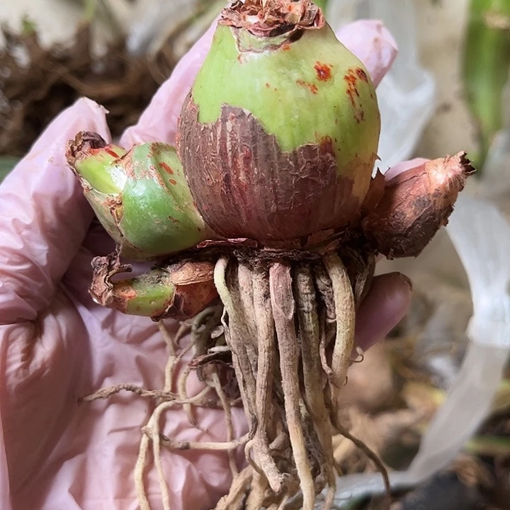 凤岐原4厘米干巴坨坨