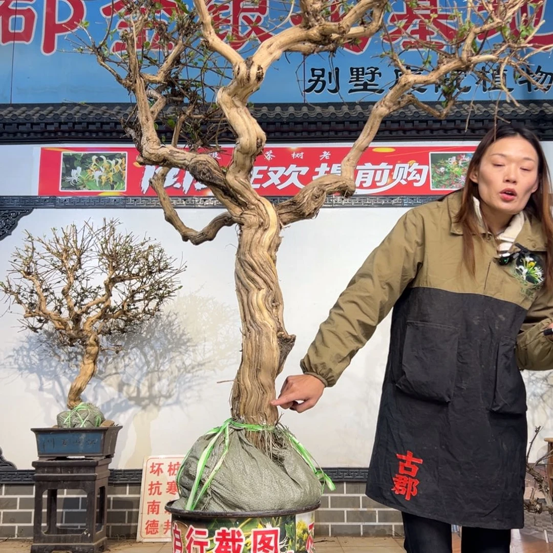 无花朵金银花8888888888888