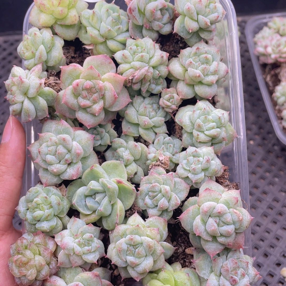 云糖心多肉植物689
