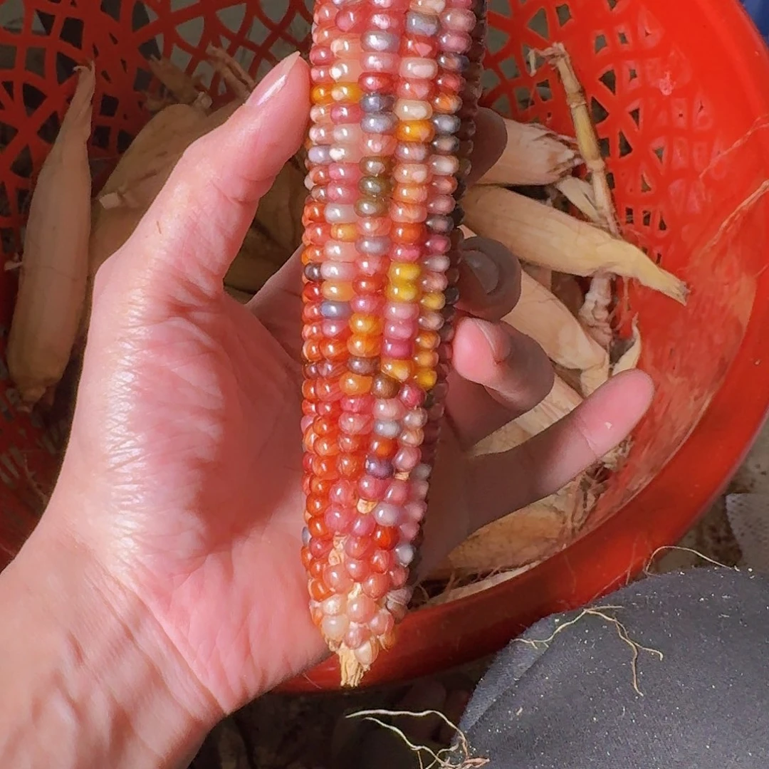 一***好柏香籽/百香籽吊坠