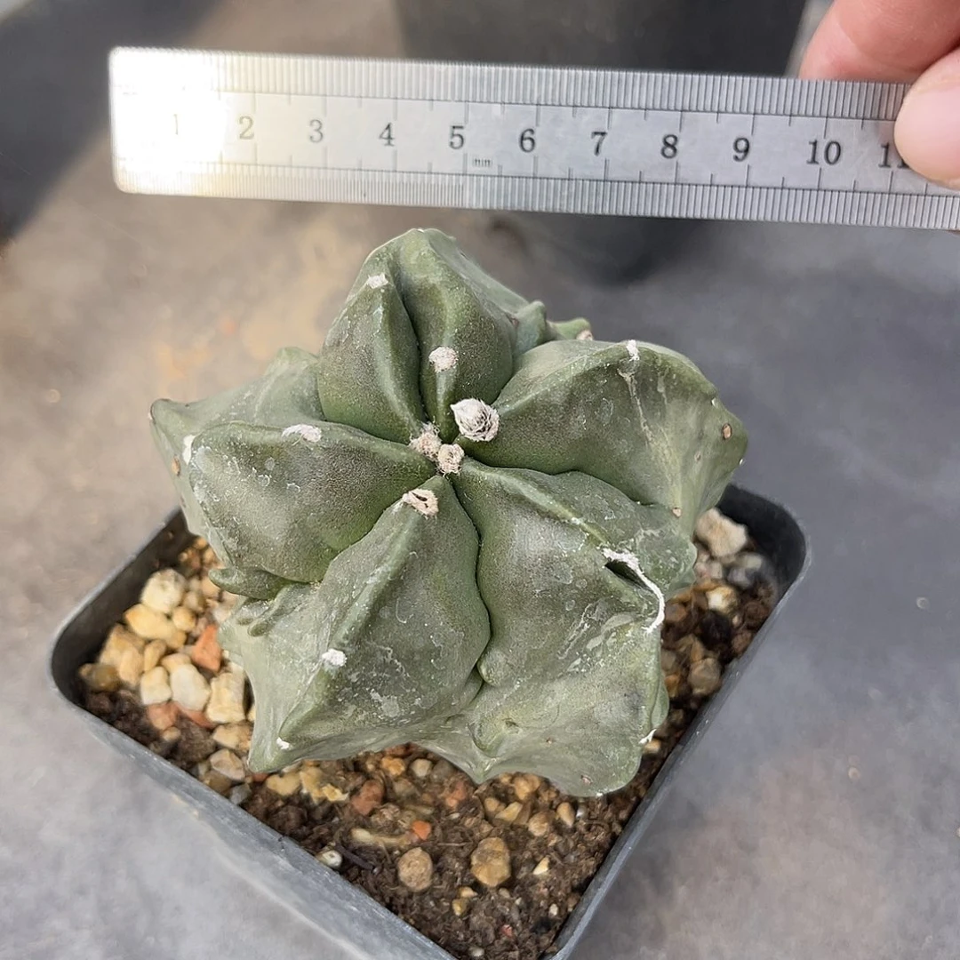 实生旋转核桃鸾凤玉