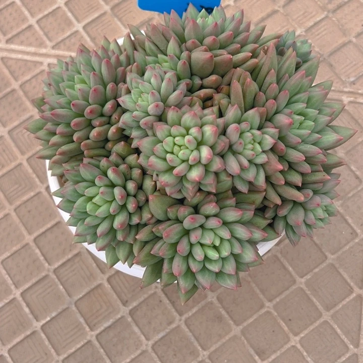 小****米其林自然群无砍头小橘子专拍