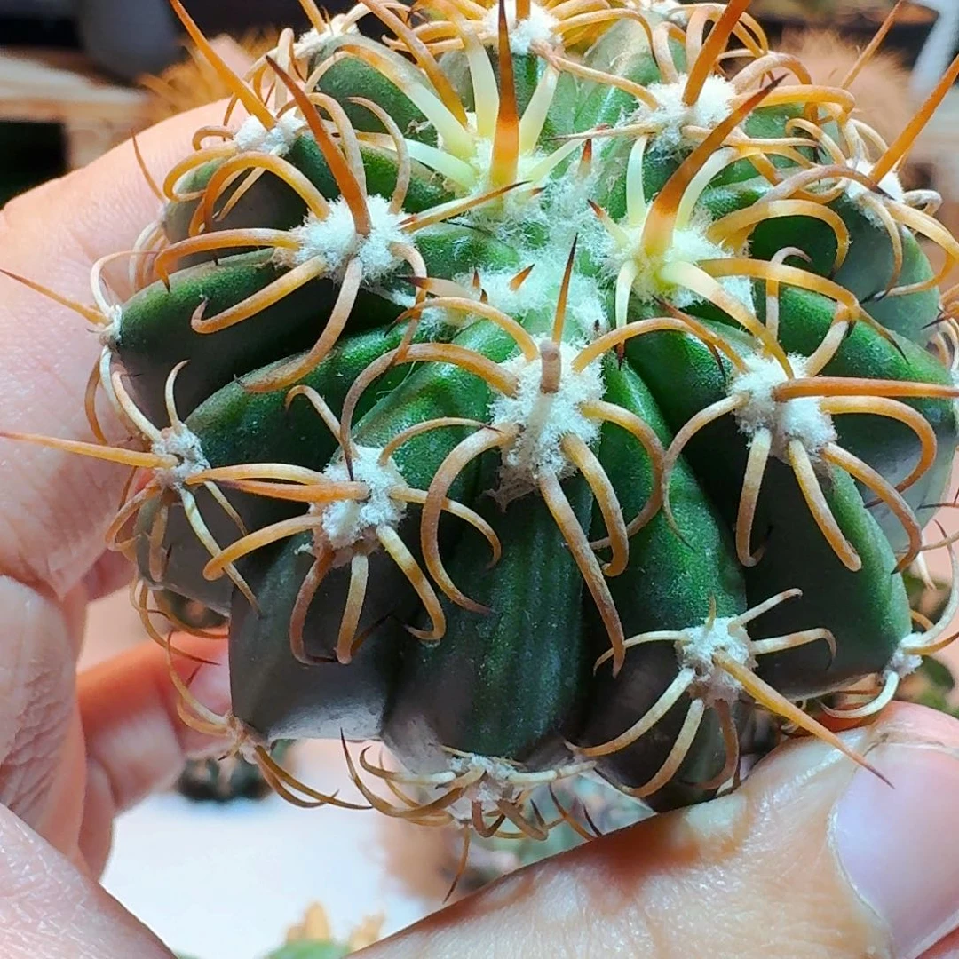 顾***佑直播间，蜘蛛云，专拍，