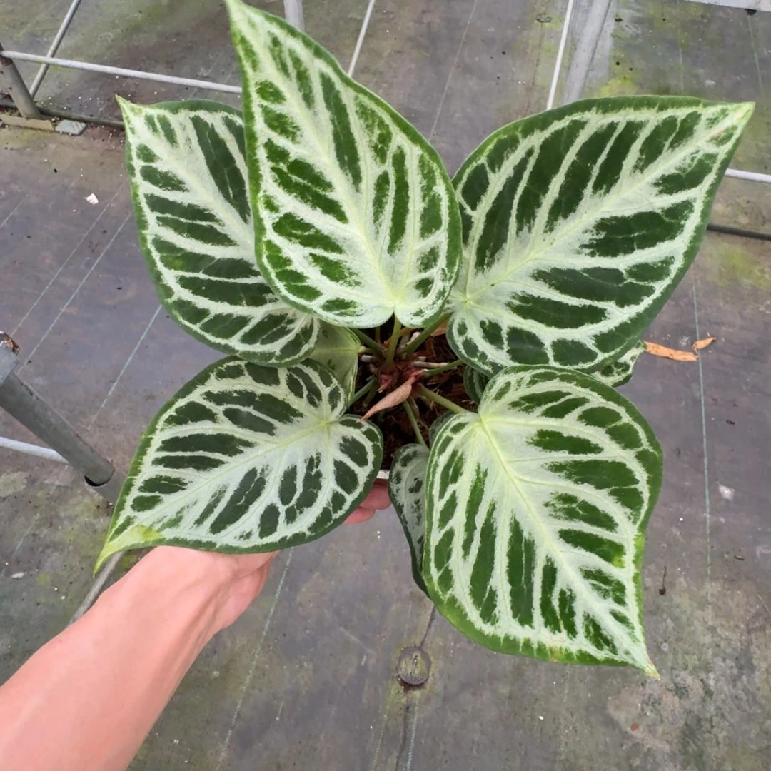 不开花植物白月光