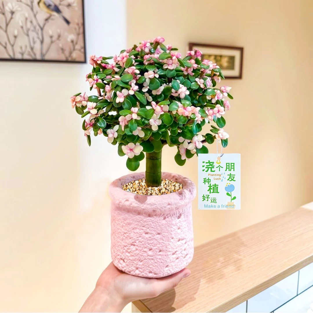 金枝玉叶棒棒糖造型老桩多肉植物多季开花室内阳台绿植花卉盆栽