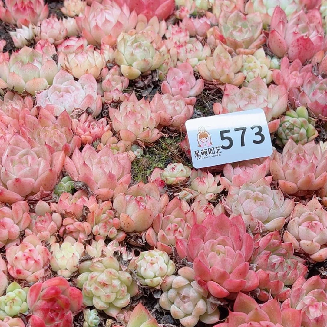 橘***盏多肉植物多肉植物